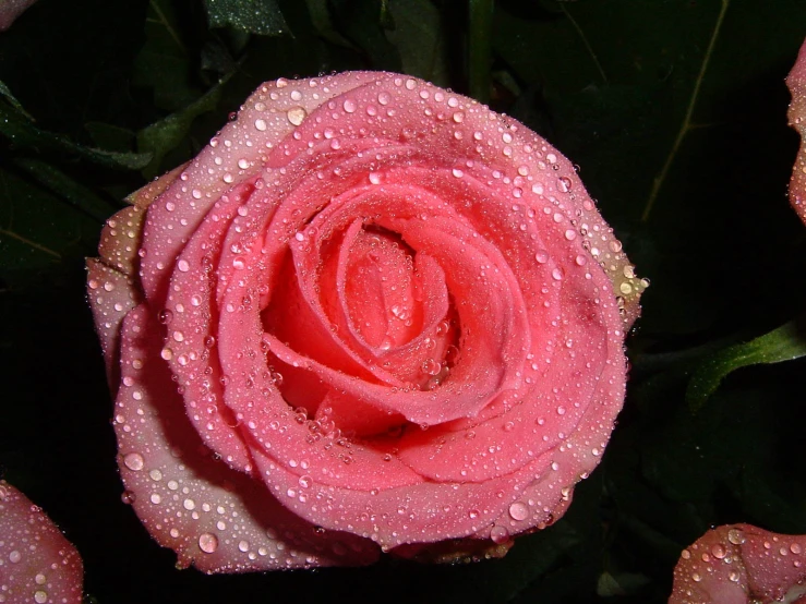 a rose with water droplets on the petals