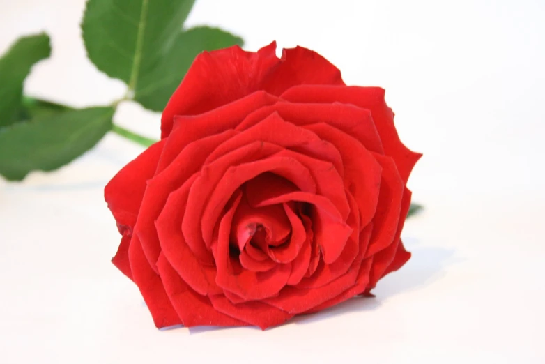 a close - up view of a single red rose with a green stem