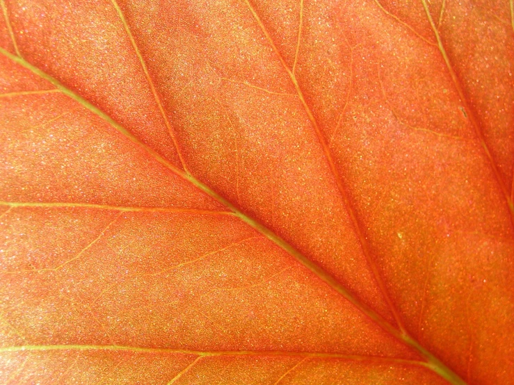 close up s of the center of an orange leaf