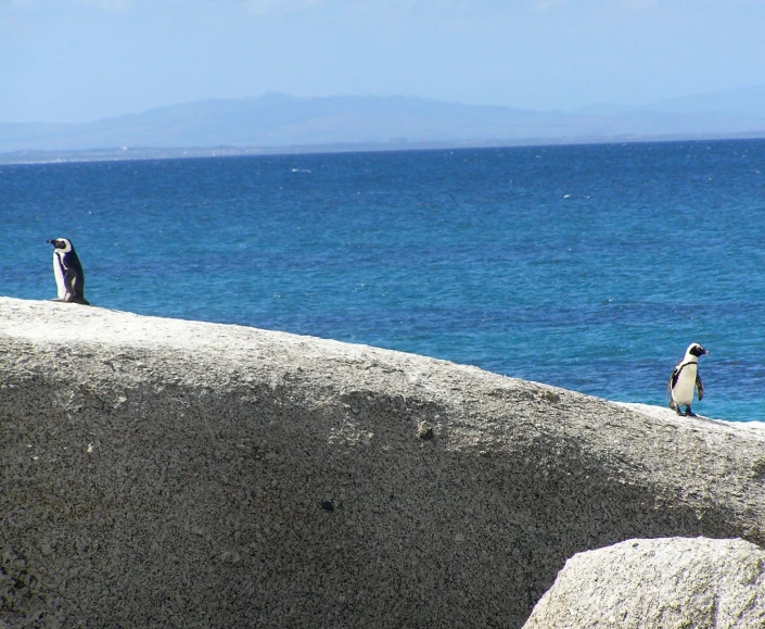 three penguins are on rocks by the ocean