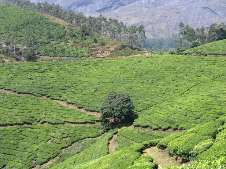 a mountain that has a tree on the side