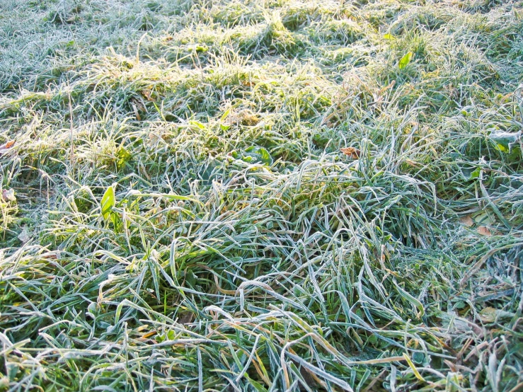an area that has some grass and is covered in frost