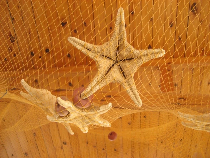 two starfishs attached to a wall near net