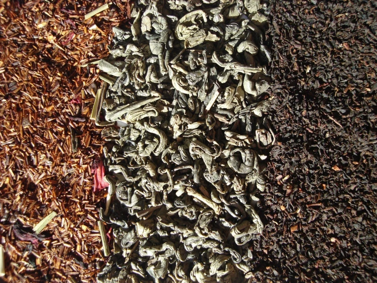 a close up of a sidewalk next to a tree