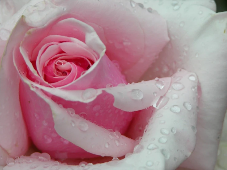 the center of a pink rose with drops of water