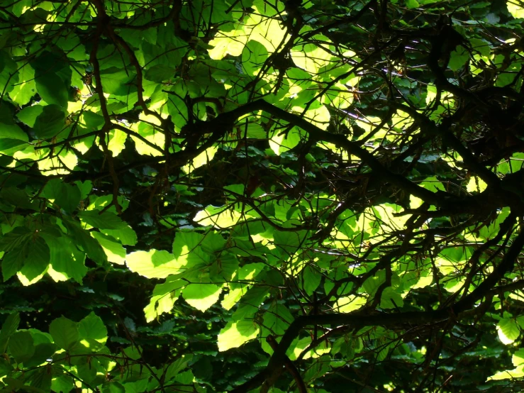 a closeup of some green leaves on a tree