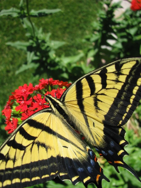 two yellow erflies flying towards each other