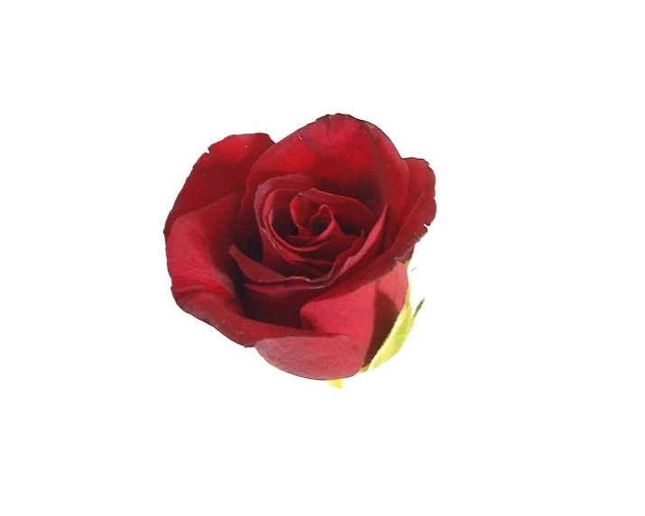 a single red rose is seen on a white background