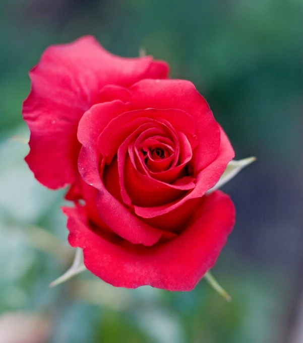 a close up s of a red rose