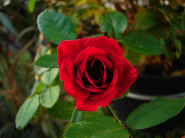 a red rose that is sitting in the bush