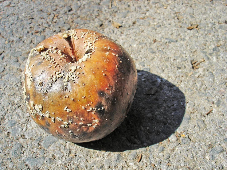 rotten looking brown object in concrete ground