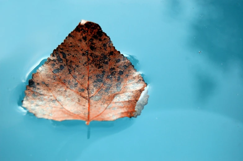 a leaf is floating in a blue pool