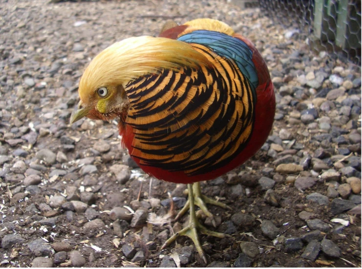 there is a colorful bird standing on the gravel