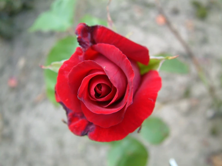 a close up view of a red rose