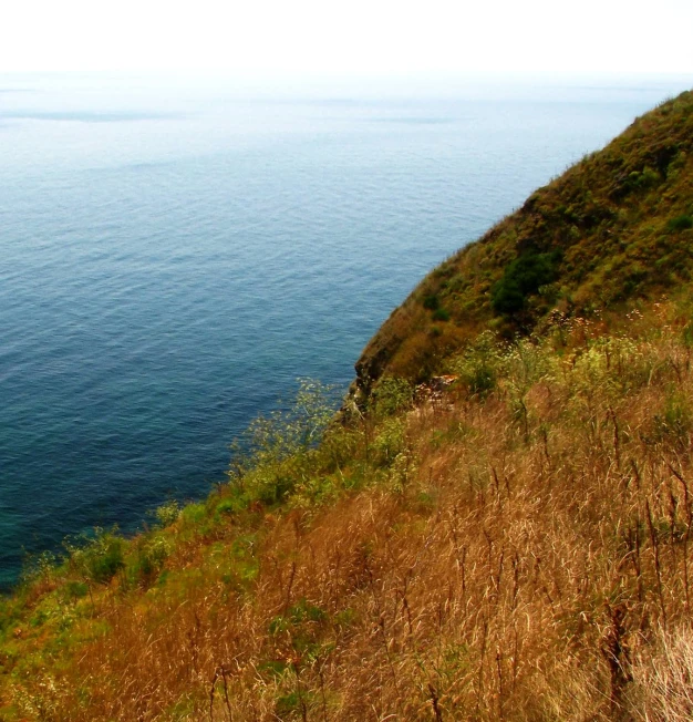 there is a cow sitting on a hill overlooking the ocean