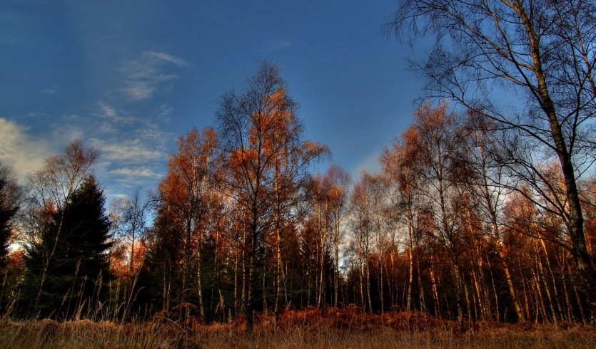 trees in the distance with orange and yellow leaves