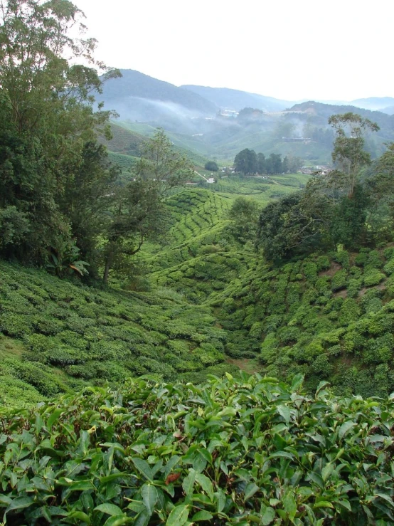 a field full of tea plants next to mountains