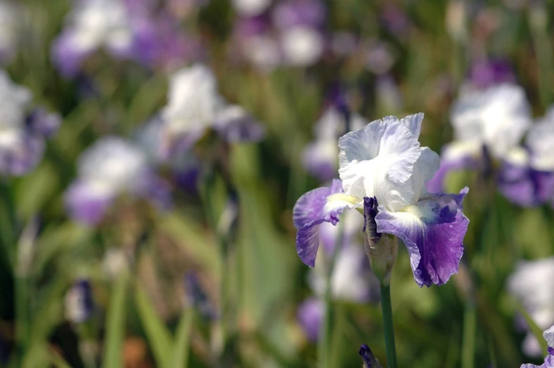 a white and purple iris blooming in a field