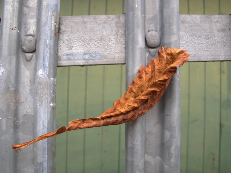 a large leaf hanging off the side of a building