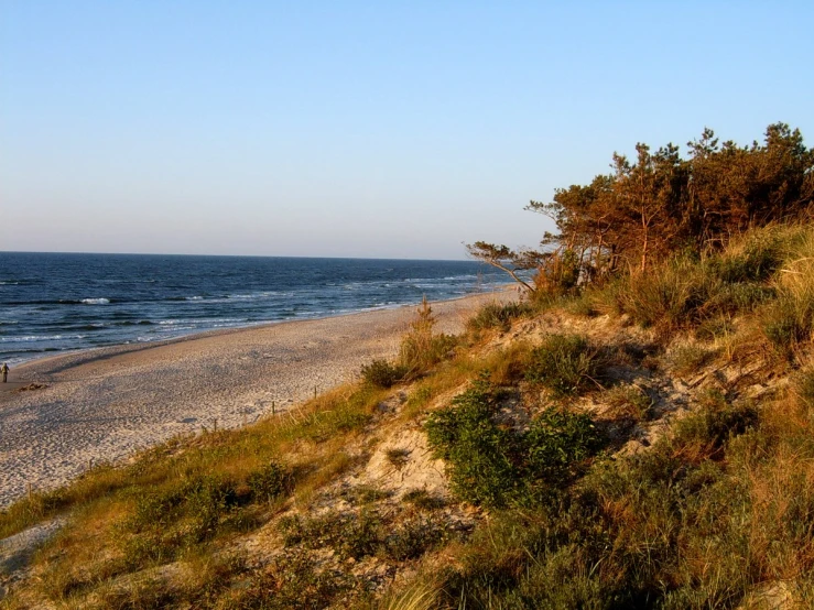 a lone dog standing on a grassy hill near the ocean