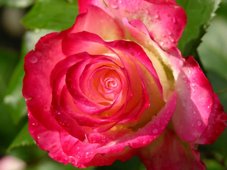 a pink and red rose in a garden