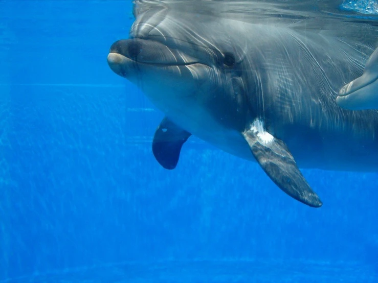 a dolphin swims through the blue ocean water