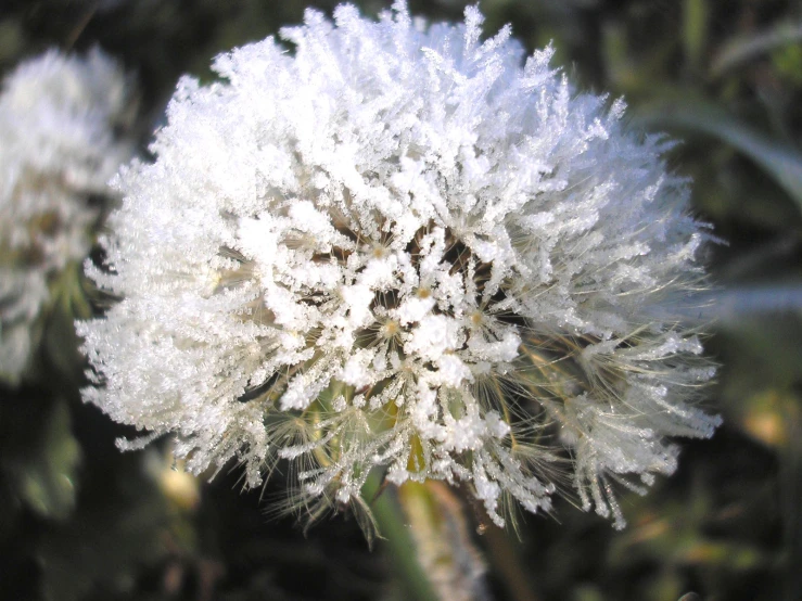 the fuzzy white stuff is all over the flower