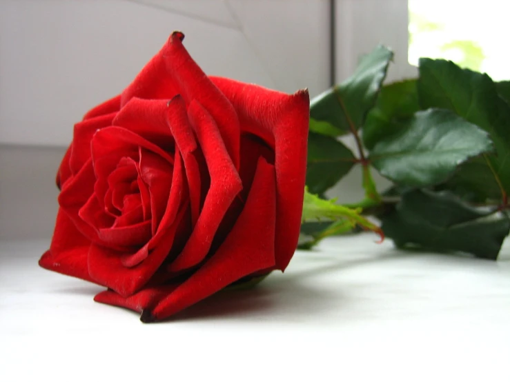 a red rose with green leaves on it