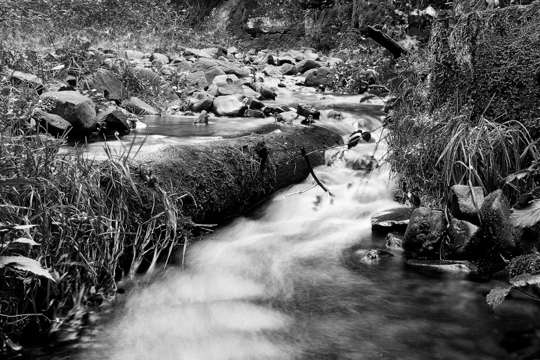 a stream running through a forest filled with rocks and plants