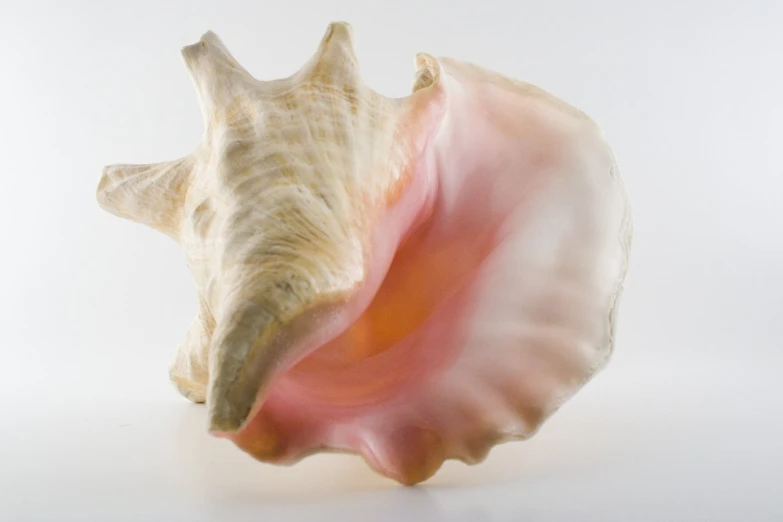 an animal shell with white and pink shells