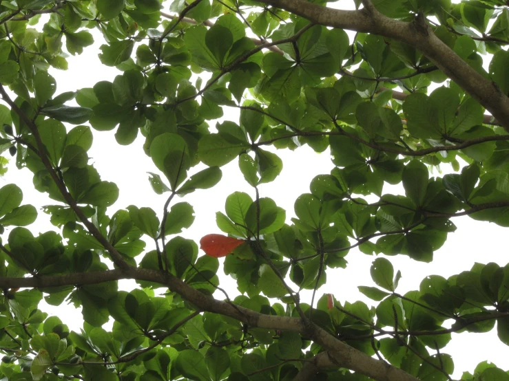 red balloon in a green leafy tree
