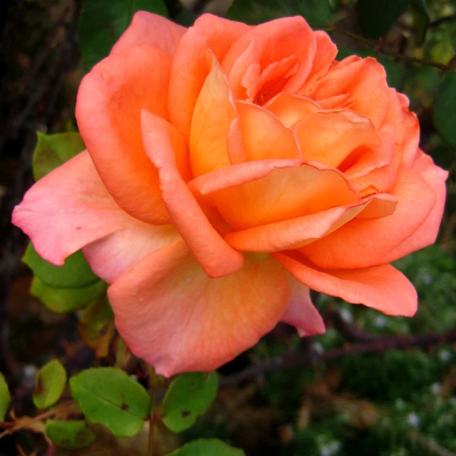 an orange rose blooming in a garden