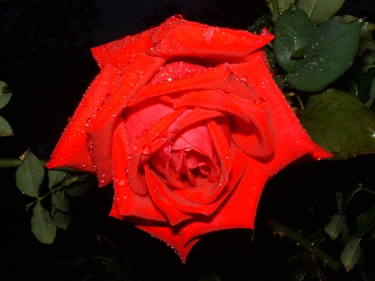 a red rose with water drops all over it