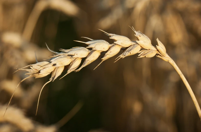 a stalk of ripe wheat sits in a field