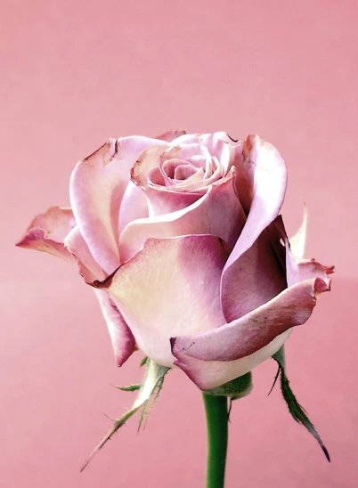a single pink rose is pictured against a pink background