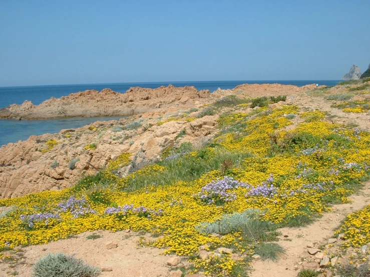 yellow flowers growing on a rocky hillside near the ocean