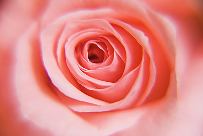 a closeup po of an ornate pink rose