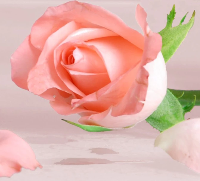 a rose is sitting on the counter next to some petals