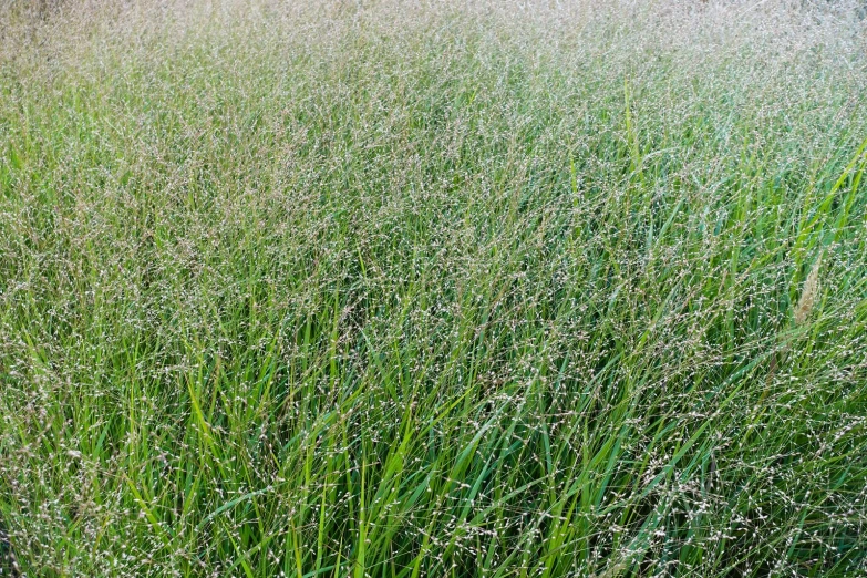 tall grasses grow in the field during the morning