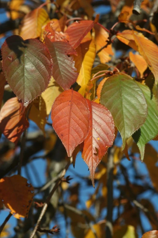 colorful leaves are in the midst of changing color