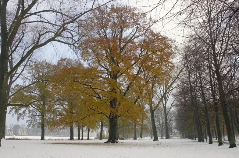 the snow is on the ground under trees