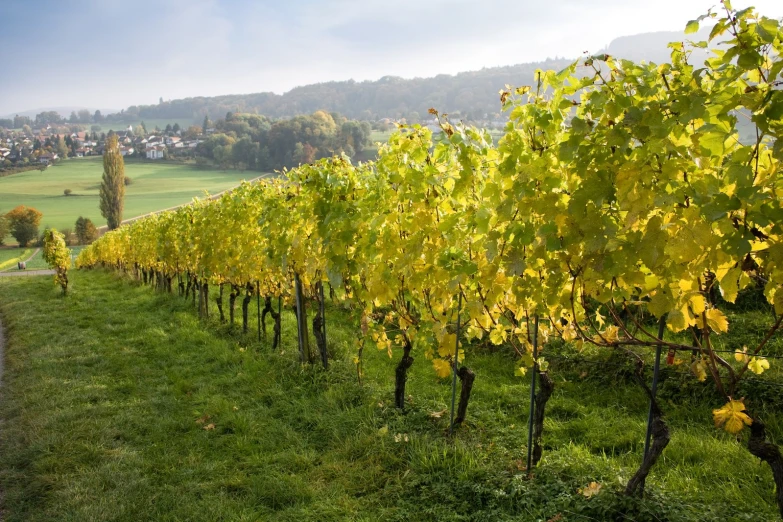 there is a large field with green and yellow trees