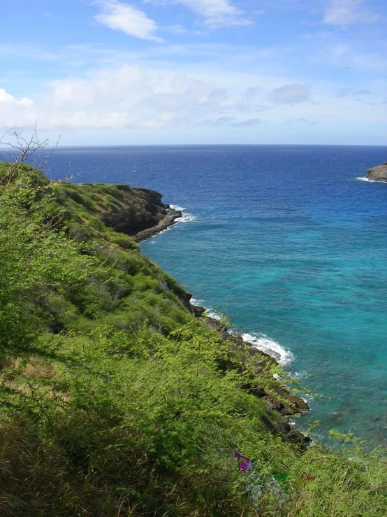 an open area by the ocean is shown with some trees and bushes