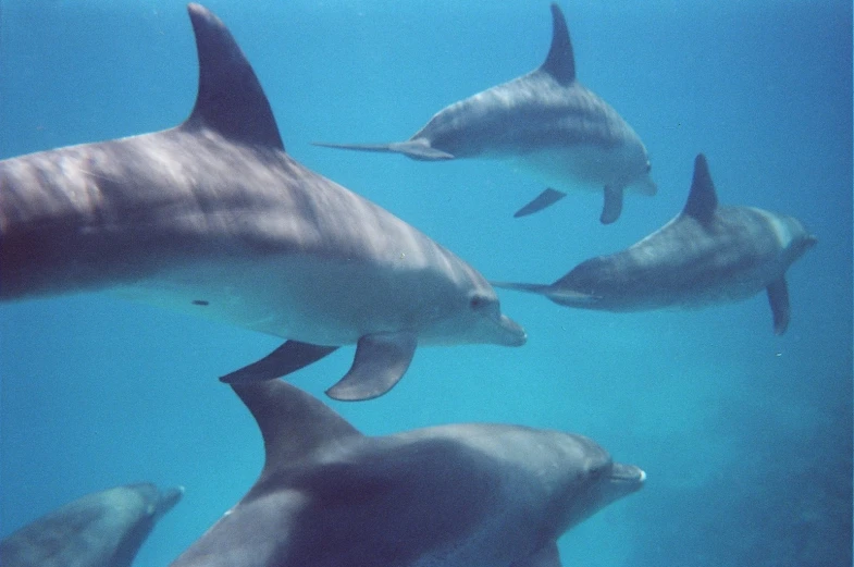 three dolphins swim together in the blue water