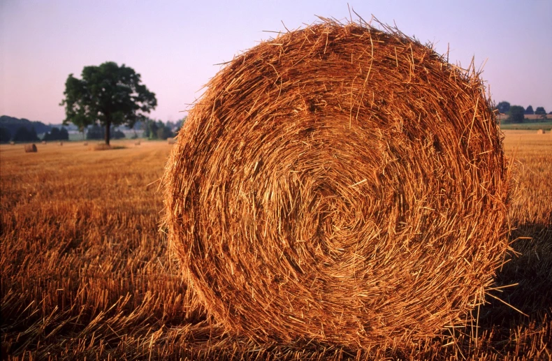 hay bales are shown in a field at sunset