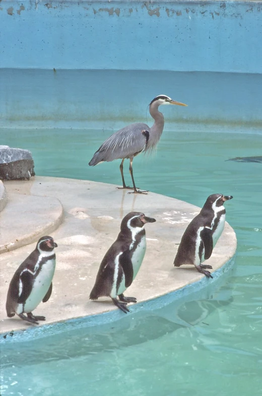 several penguins standing on a platform and a bird sitting on top