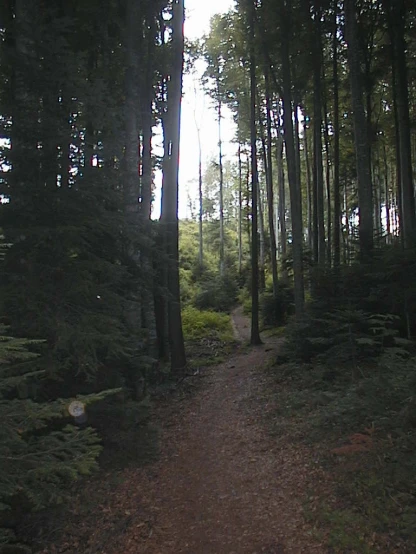 a trail surrounded by tall, slender trees