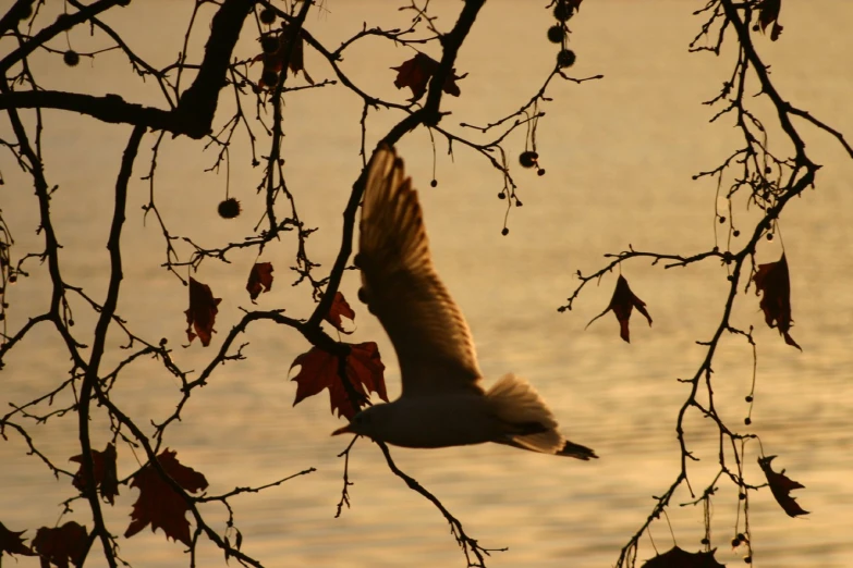 a bird is flying under a tree limb with its wings spread wide