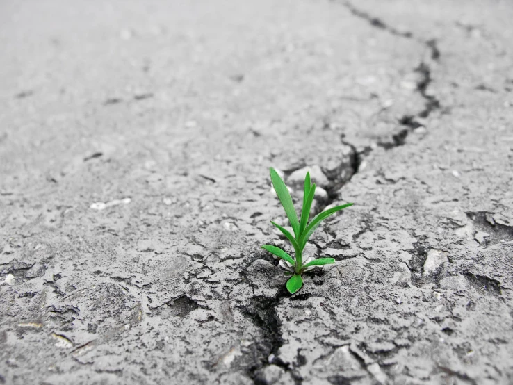 the small plant was growing on the ed road