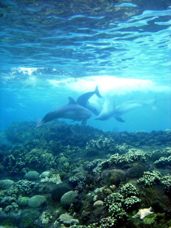 two dolphins swimming over a sandy coral reef